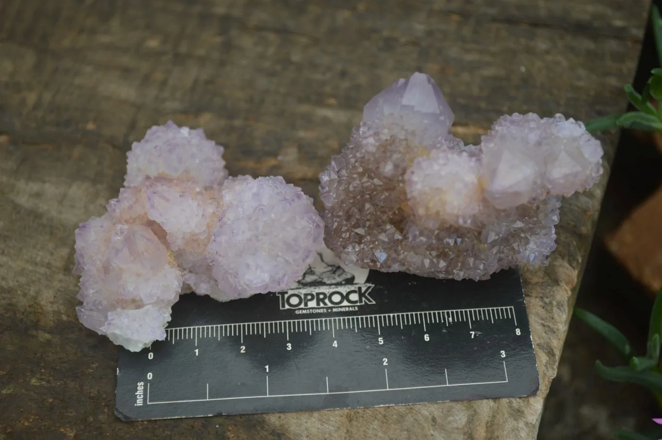 Natural Small Spirit Amethyst Quartz Specimens x 12 From Boekenhouthoek, South Africa